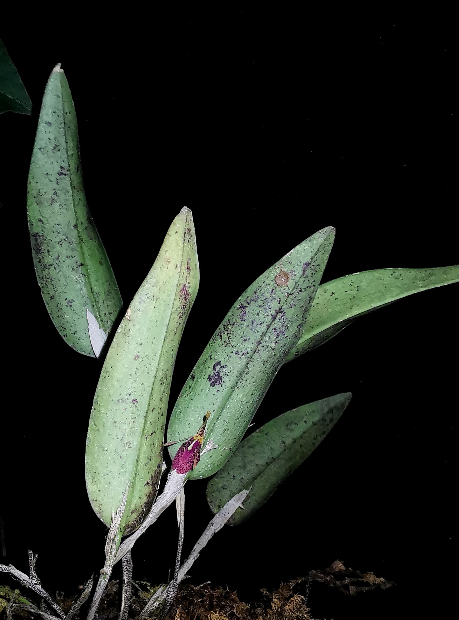 Restrepia muscifera 